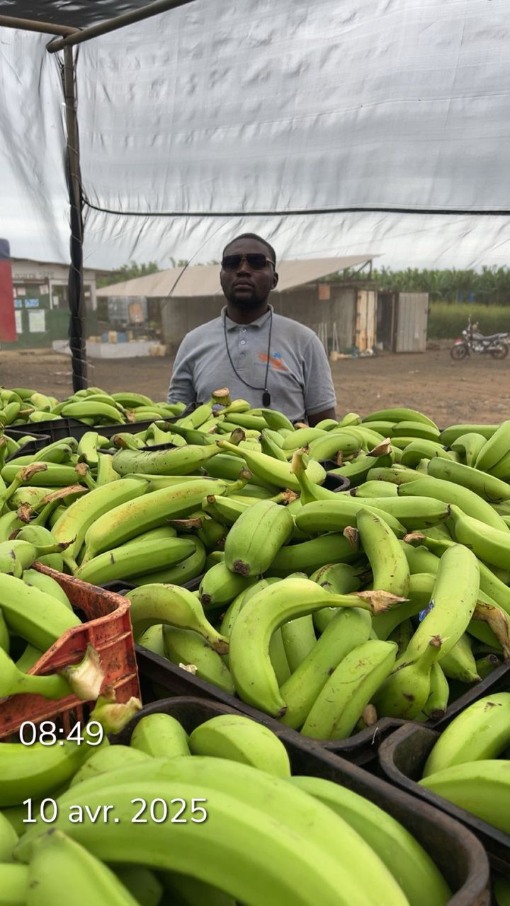 Bananes fraîches prêtes pour la distribution