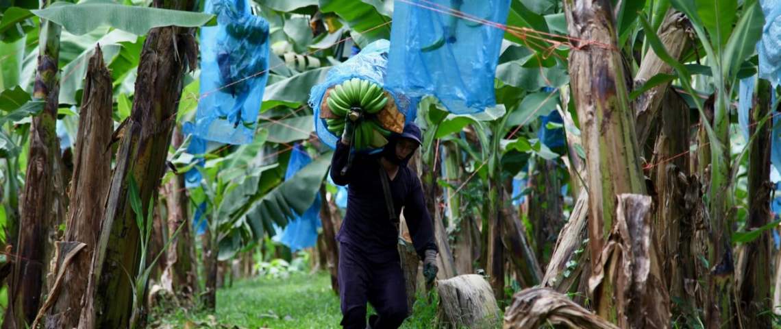 Plantations partenaires PHP